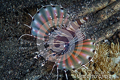 Zebra Lionfish in Lembeh Strait Stock Photo