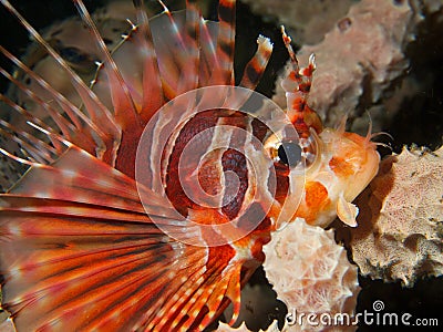 Zebra Lionfish Stock Photo