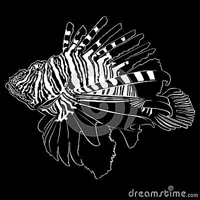 Zebra Lionfish Vector Illustration