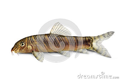 Zebra loach catfish Botia striata aquarium fish Stock Photo