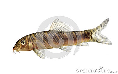 Zebra loach catfish Botia striata aquarium fish Stock Photo