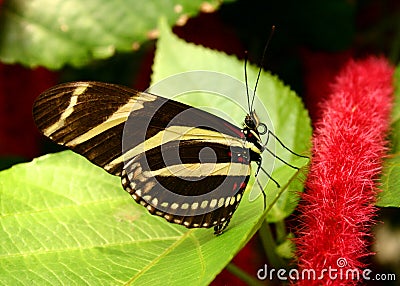 Zebra Longwing Stock Photo