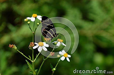 Zebra Longwing Stock Photo