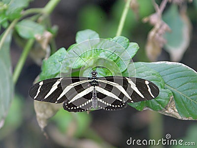 Zebra Longwing Butterfly 1 Stock Photo