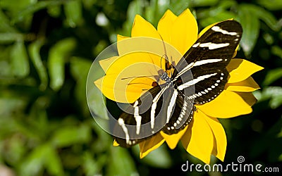 Zebra Longwing Butterfly Resting on Yellow Garden Stock Photo