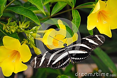 Zebra longwing butterfly Stock Photo