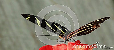 Zebra Longwing butterfly close-up Stock Photo
