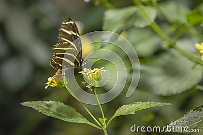 Zebra Longwing Butterfly Drinking from Lantana Stock Photo