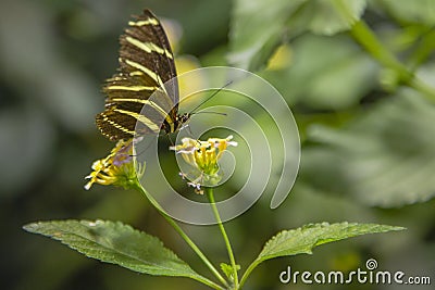 Zebra Longwing Butterfly Feeding Stock Photo