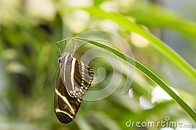 Zebra Longwing Butterfly Hanging from Leaf Stock Photo