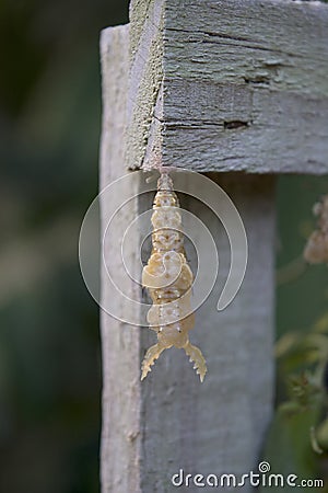 Zebra Longwing Butterfly Chrysalis Hanging From Weathered Grey Wood Stock Photo