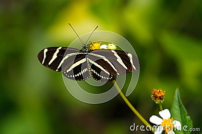 Zebra Longwing butterfly (Heliconius charithonia) Stock Photo