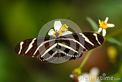 Zebra Longwing butterfly (Heliconius charithonia) Stock Photo