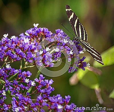 Zebra Longwing Butterfly on Purple Nectar Flowers in Arizona Desert Stock Photo