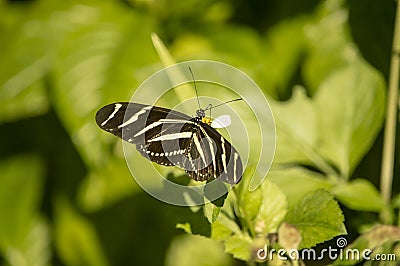 The zebra longwing butterfly sitting on the bush Stock Photo