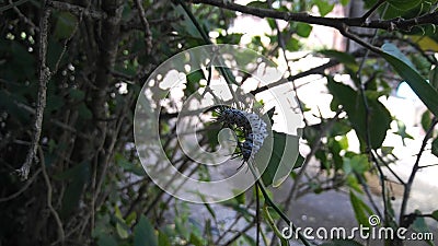 Zebra longwing caterpillar eating a passionflower vine Stock Photo