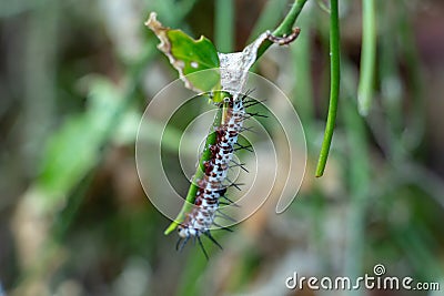 Zebra longwing caterpillar Heliconius charithonia on stem - Davie, Florida, USA Stock Photo