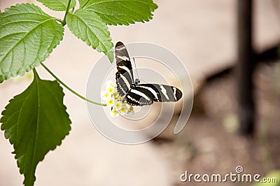 Zebra longwing (Heliconius charithonia) Stock Photo