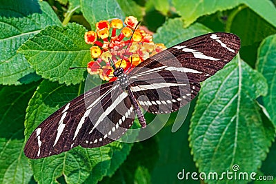 Zebra Longwing Stock Photo