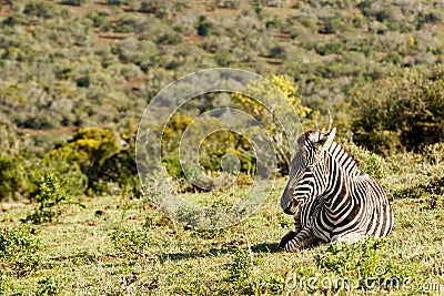 Zebra lying and catching some sun. Stock Photo