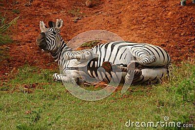 Zebra Stock Photo