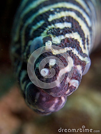 Zebra moray Stock Photo