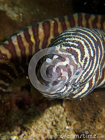 Zebra moray Stock Photo