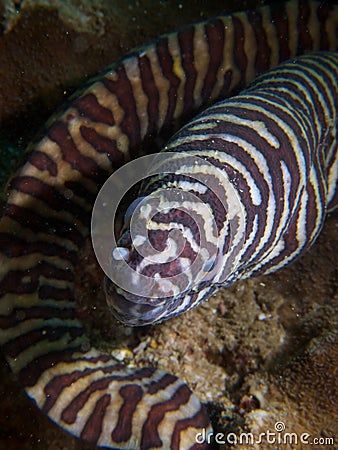 Zebra moray Stock Photo