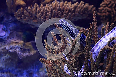 Zebra moray eel Stock Photo