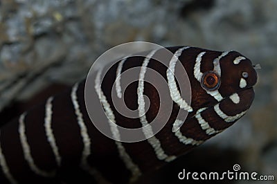 Zebra Moray Eel Closeup Stock Photo