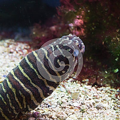 Zebra Moray Eel, Gymnomuraena zebra Stock Photo