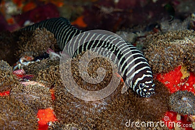Zebra moray eel, Gymnomuraena zebra living in a tropical coral reef of Similan Islands Thailand. Stock Photo
