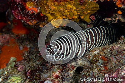 Zebra moray eel, Gymnomuraena zebra living in a tropical coral reef of Similan Islands Thailand. Stock Photo