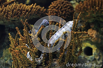 Zebra moray eel Stock Photo