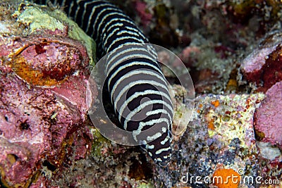 Zebra moray eel, Gymnomuraena zebra living in a tropical coral reef of Similan Islands Thailand. Stock Photo