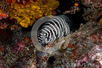 Zebra moray eel, Gymnomuraena zebra living in a tropical coral reef of Similan Islands Thailand. Stock Photo