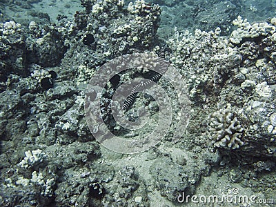 Zebra moray Stock Photo