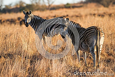 Zebra in morning light South Africa Stock Photo