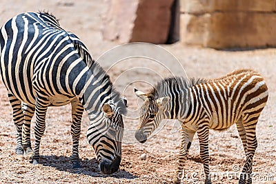 Zebra Mother And Calf In African Savanna Stock Photo