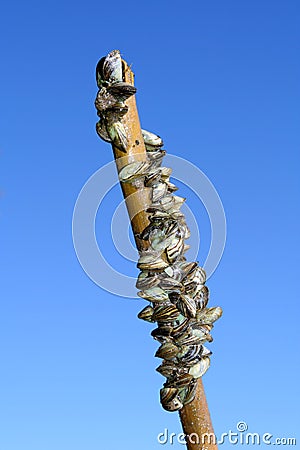 Zebra Mussels on a Branch Stock Photo