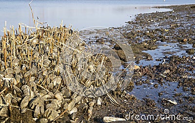 Zebra Mussels Stock Photo