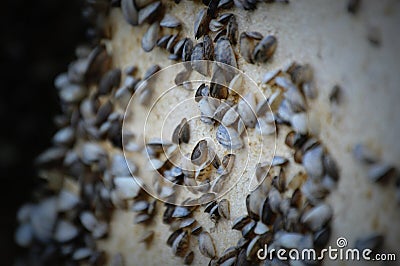 Zebra Mussels on a Pier Stock Photo