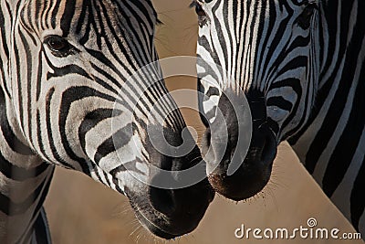 ZEBRA MUZZLES CLOSE TOGETHER Stock Photo