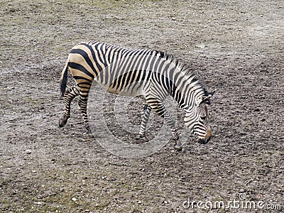 Zebra in nature Stock Photo