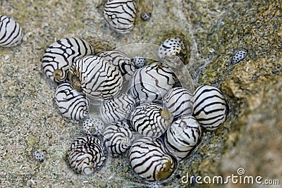 Zebra nerite snail in tidepool of St. Croix Stock Photo