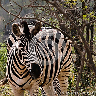 Zebra trying to hide behind some branches Stock Photo