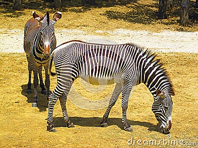 Zebra in zoo Editorial Stock Photo