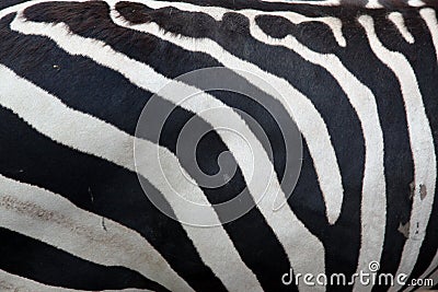 Zebra pattern Stock Photo