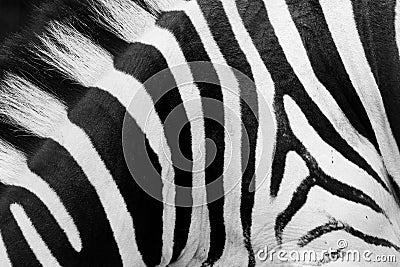 Zebra pattern close-up. Black and white stripes Stock Photo
