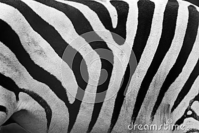 Zebra pattern close-up. Black and white stripes Stock Photo